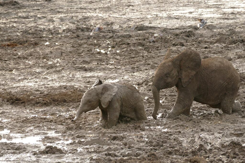 africa, elephants, safari-3409811.jpg