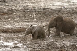 africa, elephants, safari-3409811.jpg